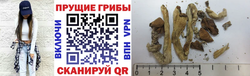продажа наркотиков  Выкса  Псилоцибиновые грибы Cubensis 